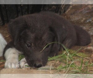 Borador Dogs for adoption in Benton, AR, USA