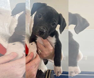 Mutt Dogs for adoption in Clarkston, MI, USA