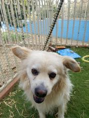 American Eskimo Dog Dogs for adoption in See Website, CA, USA