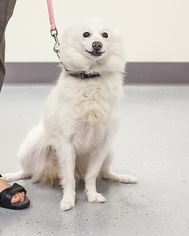 American Eskimo Dog Dogs for adoption in Bellbrook, OH, USA