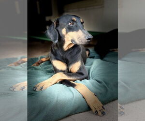 Doberman Pinscher Dogs for adoption in Buffalo, MN, USA