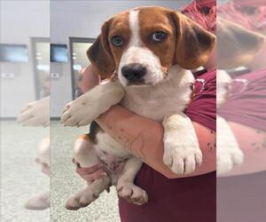 Black and Tan Coonhound Dogs for adoption in Salisbury, NC, USA