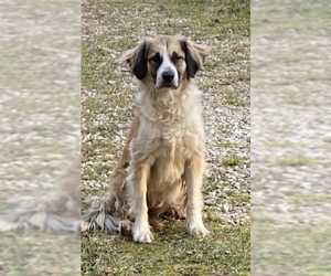 Saint Bernard-Unknown Mix Dogs for adoption in Franklinton, LA, USA