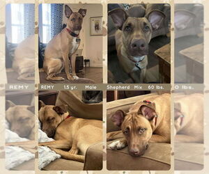 Mutt Dogs for adoption in Mesa, AZ, USA