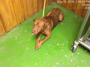 Medium Photo #1 Labrador Retriever-Unknown Mix Puppy For Sale in Ocala, FL, USA
