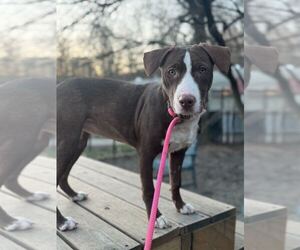 Mutt Dogs for adoption in Elmsford, NY, USA