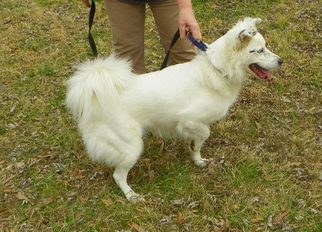 Border-Aussie Dogs for adoption in Bartlett, TN, USA