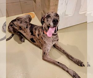 Great Dane Dogs for adoption in Chicago, IL, USA