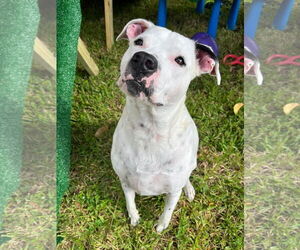 American Bulldog-Labrador Retriever Mix Dogs for adoption in Royal Palm Beach, FL, USA