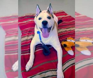 American Bulldog-Huskies  Mix Dogs for adoption in Staten Island, NY, USA