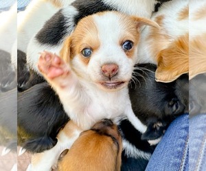 Chihuahua-Unknown Mix Dogs for adoption in Holly Springs, NC, USA