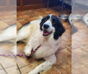 Border Collie-Great Pyrenees Mix Dogs for adoption in Amarillo, TX, USA