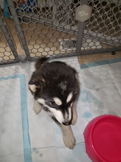 Alaskan Husky-Unknown Mix Dogs for adoption in Juneau, AK, USA