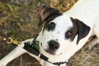 Small Affenpinscher-Pointer Mix