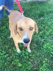 Mutt Dogs for adoption in ashville, OH, USA