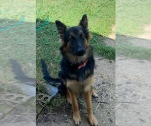 German Shepherd Dog Dogs for adoption in Foristell, MO, USA