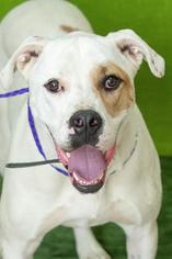 Bulloxer Dogs for adoption in Johnson City, TN, USA