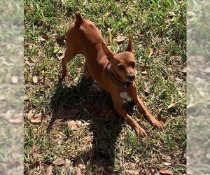 Miniature Pinscher Dogs for adoption in Sanford, FL, USA