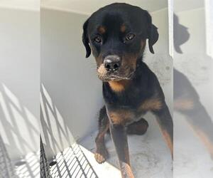 Rottweiler Dogs for adoption in Houston, TX, USA