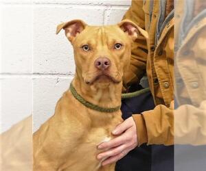American Staffordshire Terrier-Unknown Mix Dogs for adoption in Pittsburgh, PA, USA