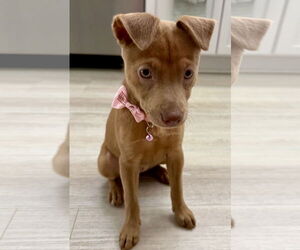 Rat Terrier-Unknown Mix Dogs for adoption in Royal Palm Beach, FL, USA