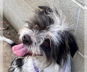 Havanese-Unknown Mix Dogs for adoption in Newport Beach, CA, USA
