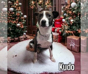 Mutt Dogs for adoption in Anchorage, AK, USA