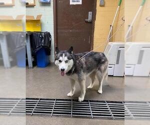 Siberian Husky Dogs for adoption in Stockton, CA, USA