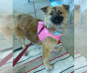 Chihuahua-Unknown Mix Dogs for adoption in Cranston, RI, USA