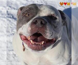 American Pit Bull Terrier-Bulldog Mix Dogs for adoption in Center Township, PA, USA