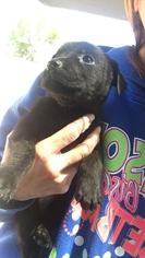Boxweiler Dogs for adoption in Mesa, AZ, USA