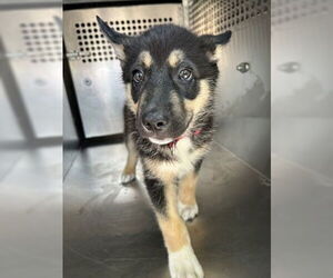 Mutt Dogs for adoption in Oak Bluffs, MA, USA