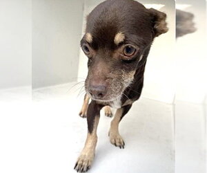 Chiweenie Dogs for adoption in Houston, TX, USA