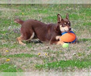 Siberian Husky-Unknown Mix Dogs for adoption in Grovetown, GA, USA