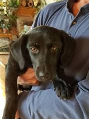 Dachshund-Labrador Retriever Mix Dogs for adoption in Moundridge, KS, USA