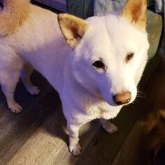Shiba Inu Dogs for adoption in Lewistown, PA, USA