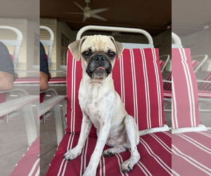 Pug Dogs for adoption in Dumont, NJ, USA