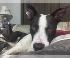 Border Collie-Unknown Mix Dogs for adoption in Huntsville, AL, USA
