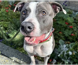 American Bulldog-Unknown Mix Dogs for adoption in Anchorage, AK, USA