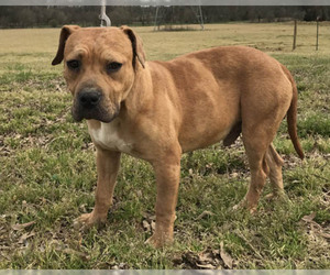 Small Boxer-Catahoula Leopard Dog Mix