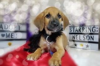 Labrador Retriever-Unknown Mix Dogs for adoption in Chicago, IL, USA