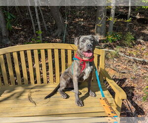 Mutt Dogs for adoption in McCormick, SC, USA