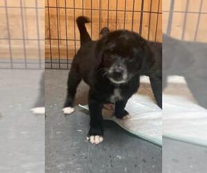 Borador Dogs for adoption in Newnan, GA, USA