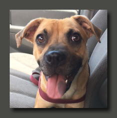 Boxador Dogs for adoption in Wakefield, RI, USA
