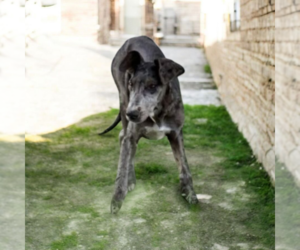 Great Dane Dogs for adoption in Vail, AZ, USA
