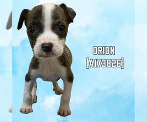 American Pit Bull Terrier-Unknown Mix Dogs for adoption in Tulsa, OK, USA