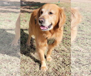 Golden Retriever Dogs for adoption in Glendale , AZ, USA