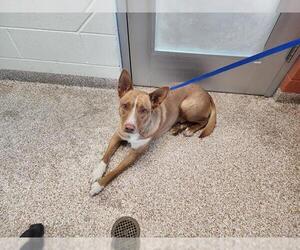 Border Collie-Unknown Mix Dogs for adoption in Pueblo, CO, USA