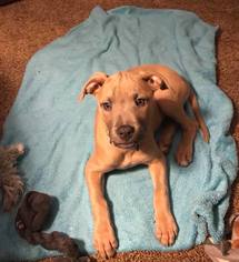 American Staffordshire Terrier-Unknown Mix Dogs for adoption in Nesquehoning, PA, USA