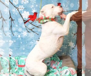 Dogo Argentino Dogs for adoption in South Lake Tahoe, CA, USA